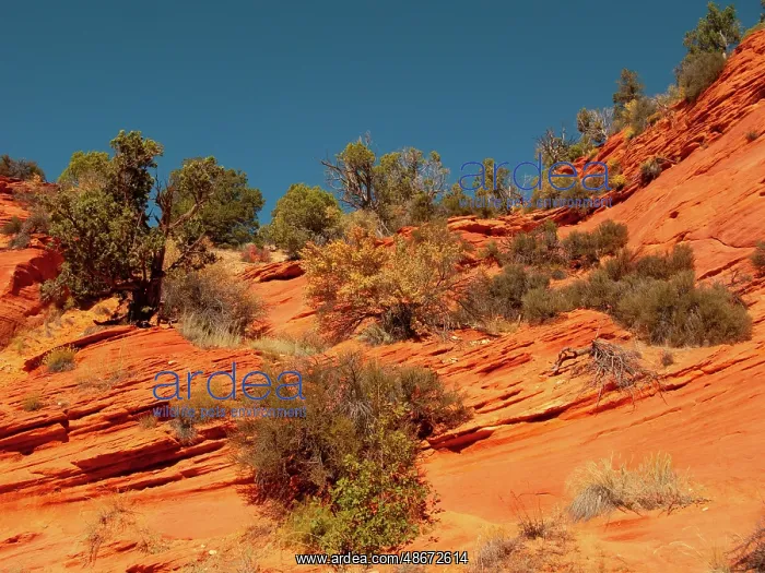 : USA, Utah, Kanab, Peekaboo Canyon Entrance Area : USA, Utah, Kanab, Peekaboo Canyon Entrance Area