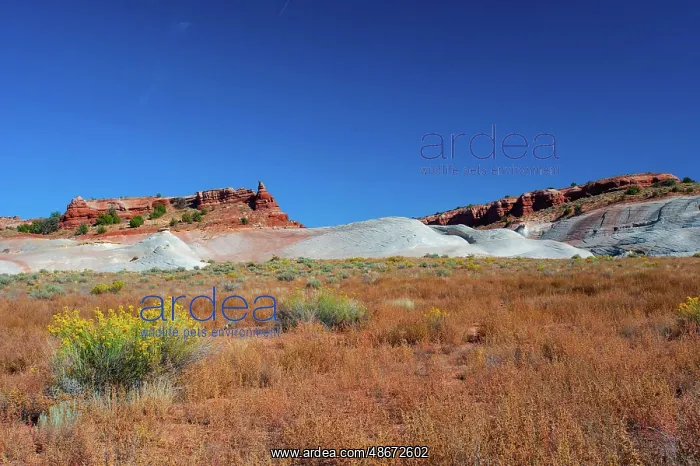 : USA, Utah, Kanab, White House Campground and Trailhead Area : USA, Utah, Kanab, White House Campground and Trailhead Area