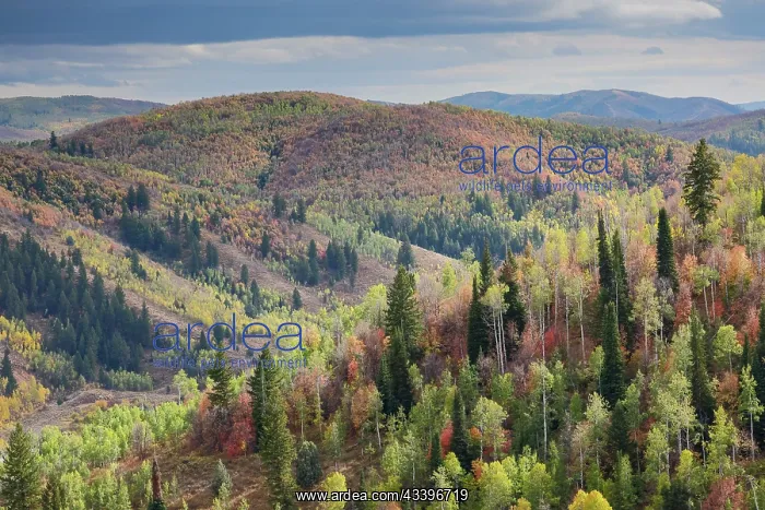: USA, Utah, Logan Canyon along Highway 89 landscape : USA, Utah, Logan Canyon along Highway 89 landscape