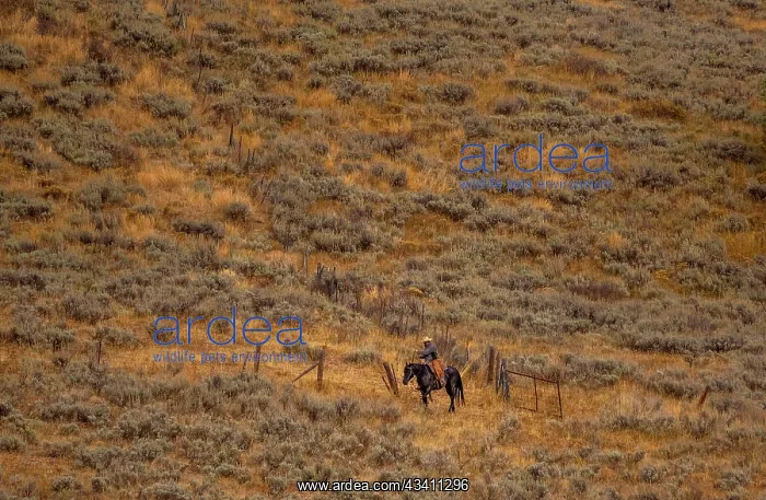 : USA, Utah, Logan Highway 89 cowboy on horseback : USA, Utah, Logan Highway 89 cowboy on horseback