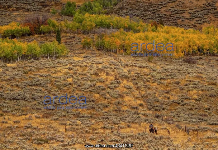 : USA, Utah, Logan Highway 89 cowboy on horseback : USA, Utah, Logan Highway 89 cowboy on horseback