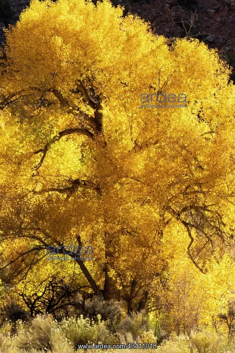: USA, Utah. Magnificently backlit autumn Cottonwood : USA, Utah. Magnificently backlit autumn Cottonwood