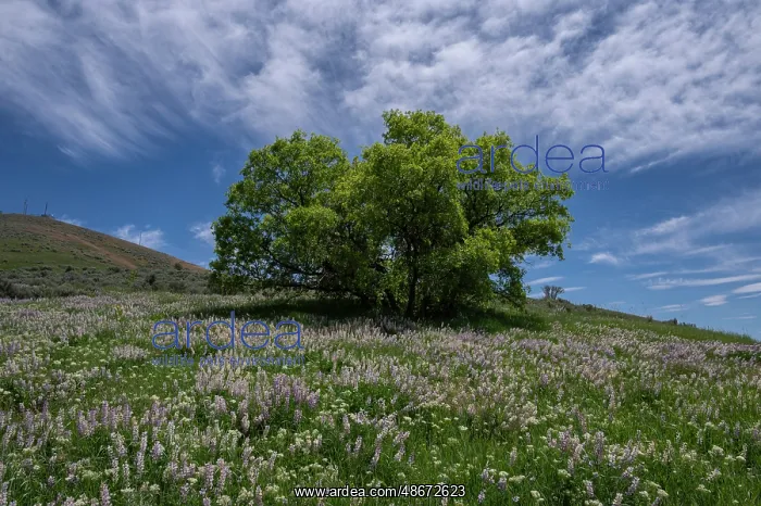 : USA, Utah. Oak tree on hillside of lupine : USA, Utah. Oak tree on hillside of lupine