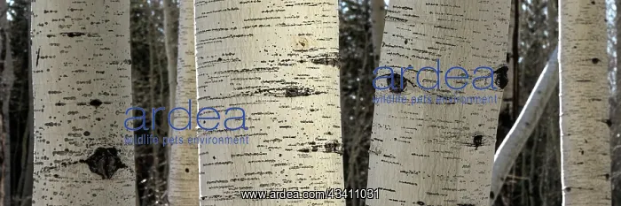  : USA, Utah. Panoramic detail of aspen trunks in Manti-La