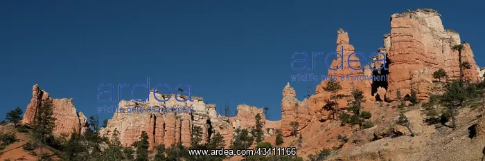 : USA, Utah. Panoramic of hoodoos, Bryce Canyon National Park : USA, Utah. Panoramic of hoodoos, Bryce Canyon National Park