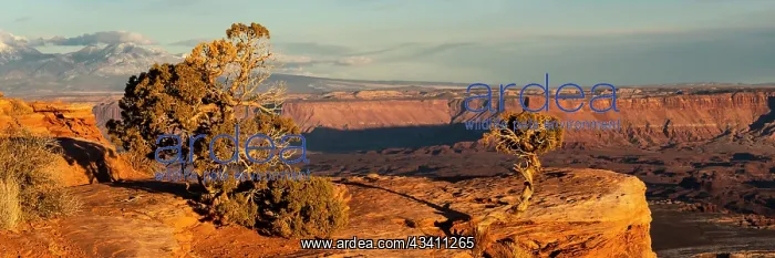 : USA, Utah. Panoramic of twisted juniper at an overlook : USA, Utah. Panoramic of twisted juniper at an overlook