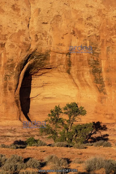 : USA, Utah. Pinyon pine in an alcove, Sand Flats : USA, Utah. Pinyon pine in an alcove, Sand Flats