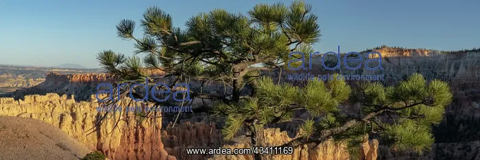 : USA, Utah. Pinyon pine at Bryce Canyon National Park : USA, Utah. Pinyon pine at Bryce Canyon National Park