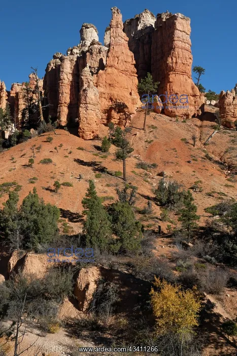 : USA, Utah. Pinyon pine and hoodoos, Bryce Canyon : USA, Utah. Pinyon pine and hoodoos, Bryce Canyon