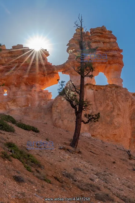 : USA, Utah. Ponderosa pine and hoodoos with starburst : USA, Utah. Ponderosa pine and hoodoos with starburst