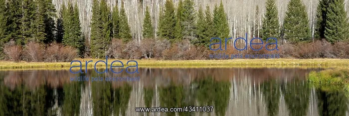  : USA, Utah. Reflections on Warner Lake, Manti-La