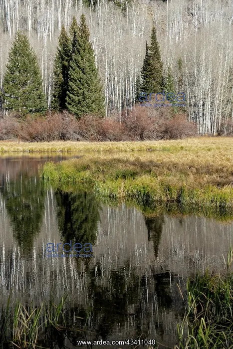  : USA, Utah. Reflections on Warner Lake, Manti-La