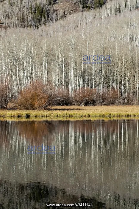 : USA, Utah. Reflections on Warner Lake, Manti-La : USA, Utah. Reflections on Warner Lake, Manti-La