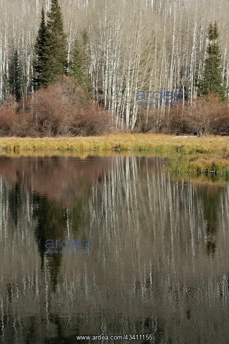 : USA, Utah. Reflections on Warner Lake, Manti-La : USA, Utah. Reflections on Warner Lake, Manti-La