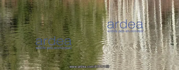 : USA, Utah. Reflections on Warner Lake, Manti-La : USA, Utah. Reflections on Warner Lake, Manti-La