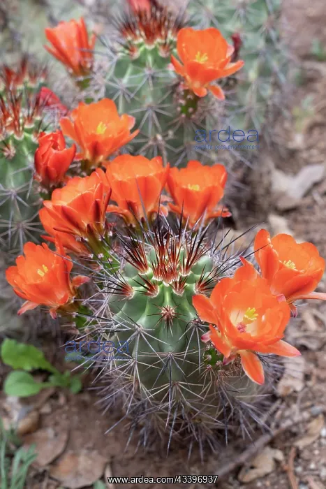: USA, Utah. Scarlet hedgehog cactus, Red Butte Gardens : USA, Utah. Scarlet hedgehog cactus, Red Butte Gardens