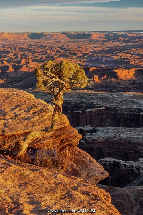 : USA, Utah. Twisted juniper at an overlook, Dead : USA, Utah. Twisted juniper at an overlook, Dead