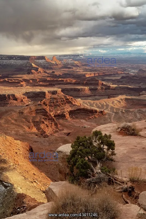 : USA, Utah. Twisted juniper at an overlook, Dead : USA, Utah. Twisted juniper at an overlook, Dead