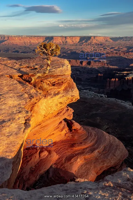 : USA, Utah. Twisted juniper at an overlook, Dead : USA, Utah. Twisted juniper at an overlook, Dead