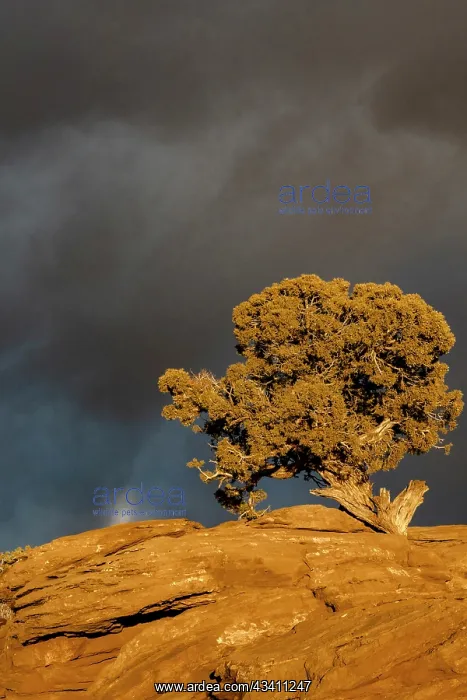 : USA, Utah. Twisted juniper at sunset with storm : USA, Utah. Twisted juniper at sunset with storm