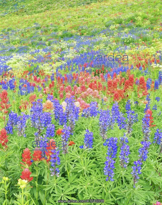: USA, Utah, Uinta National Forest, Wasatch : USA, Utah, Uinta National Forest, Wasatch