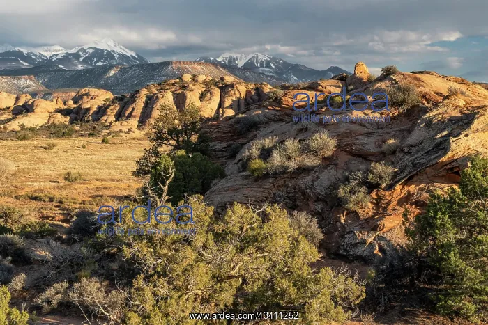  : USA, Utah. Vista of Sand Flats and the La Sal Mountains