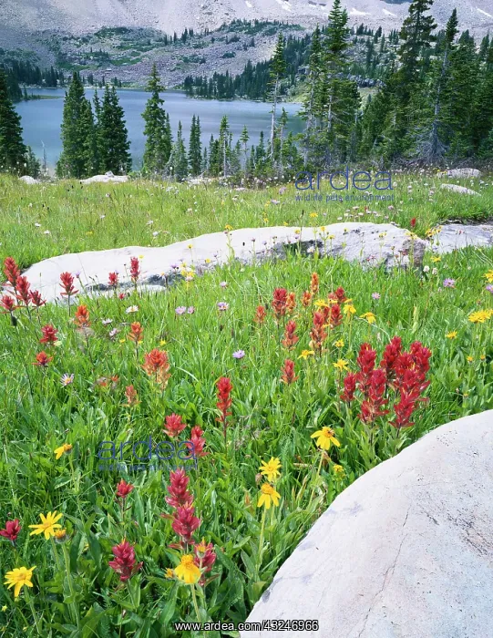 : USA, Utah, Wasatch National Forest, High : USA, Utah, Wasatch National Forest, High