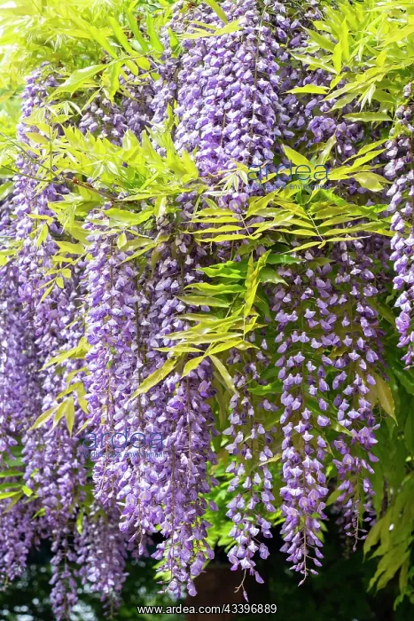  : USA, Utah. Wisteria, Red Butte Gardens