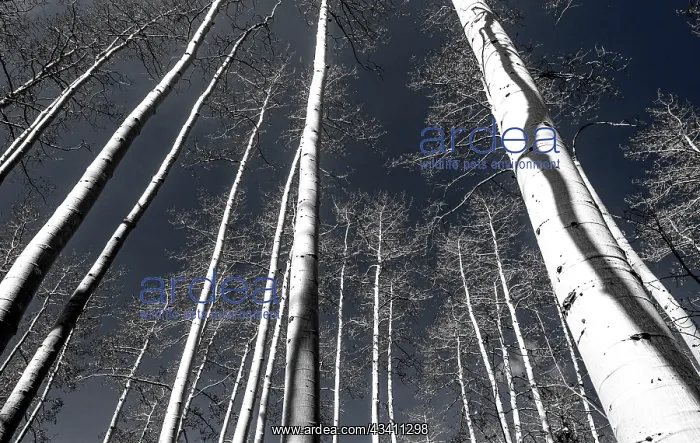 : USA, Utah, Woodruff aspen trees along highway 39 : USA, Utah, Woodruff aspen trees along highway 39