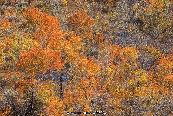 : USA, Utah, Woodruff. Highway 39 towards Ogden, canyon : USA, Utah, Woodruff. Highway 39 towards Ogden, canyon