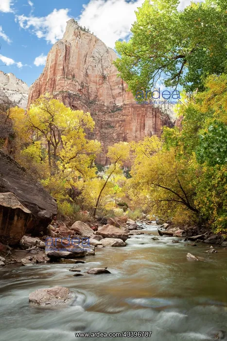 : USA, Utah, Zion National Park. American dipper : USA, Utah, Zion National Park. American dipper
