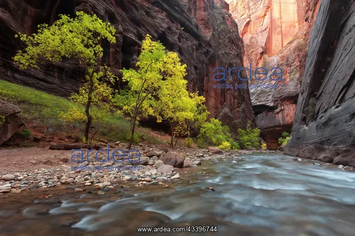 : USA, Utah, Zion National Park. Fall colors in the : USA, Utah, Zion National Park. Fall colors in the