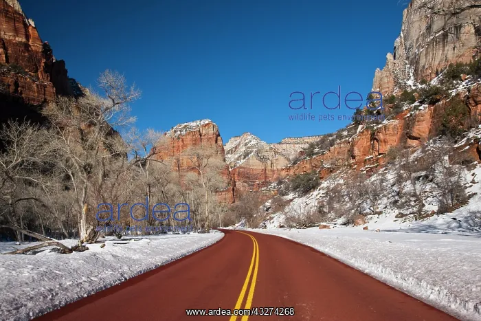  : USA, Utah, Zion National Park. Zion Canyon