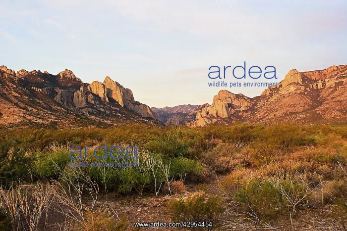 : USA - View looking toward Cave Creek Canyon and : USA - View looking toward Cave Creek Canyon and