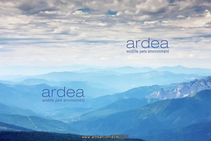 : USA - View westwards from Mount Shasta looking : USA - View westwards from Mount Shasta looking