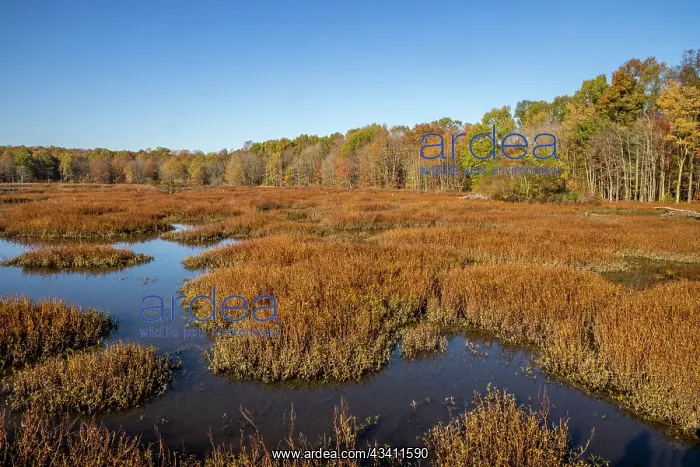 : USA, Virginia, Alexandria, Huntley Meadows Park : USA, Virginia, Alexandria, Huntley Meadows Park