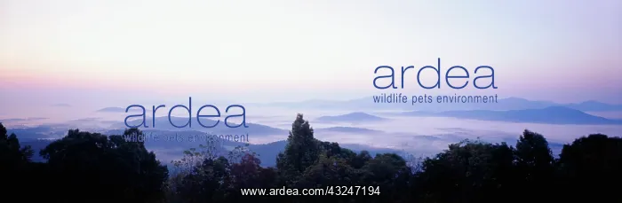 : USA, Virginia, Blue Ridge Mountains, Rockfish : USA, Virginia, Blue Ridge Mountains, Rockfish