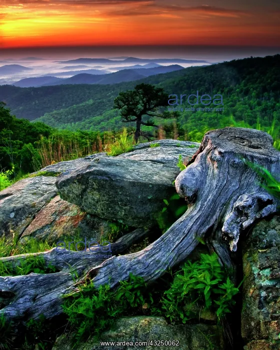 : USA, Virginia, Shenandoah National Park : USA, Virginia, Shenandoah National Park