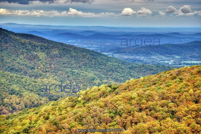 : USA, Virginia, Shenandoah National Park, fall color : USA, Virginia, Shenandoah National Park, fall color