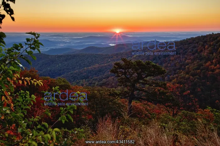: USA, Virginia, Shenandoah National Park, Sunrise : USA, Virginia, Shenandoah National Park, Sunrise