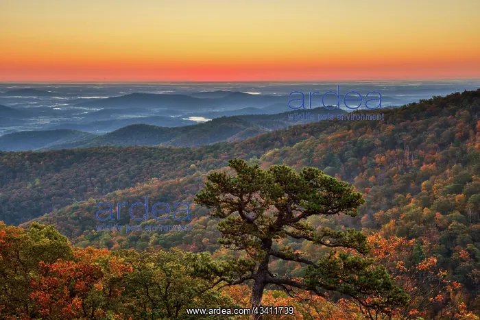 : USA, Virginia, Shenandoah National Park, Sunrise : USA, Virginia, Shenandoah National Park, Sunrise