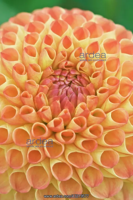 : USA, Washington, Bellevue, Bellevue Botanical : USA, Washington, Bellevue, Bellevue Botanical