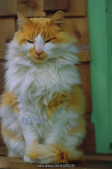 : USA, Washington, Bellingham. Fluffy orange : USA, Washington, Bellingham. Fluffy orange