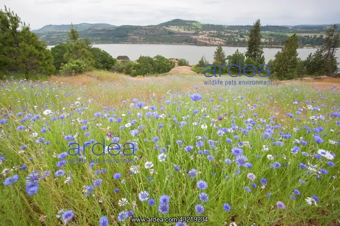 : USA, Washington, Columbia River Gorge National : USA, Washington, Columbia River Gorge National