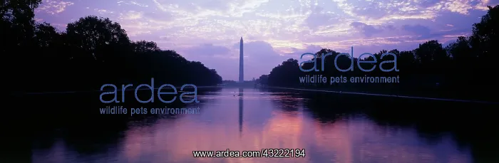 : USA, Washington D.C. View of Washington : USA, Washington D.C. View of Washington
