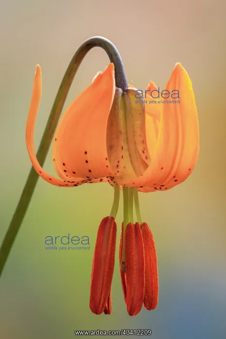 : USA, Washington, Dewatto. Tiger lily flower close-up : USA, Washington, Dewatto. Tiger lily flower close-up