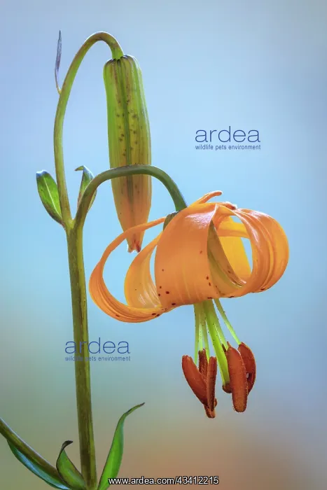 : USA, Washington, Dewatto. Tiger lily flower close-up : USA, Washington, Dewatto. Tiger lily flower close-up
