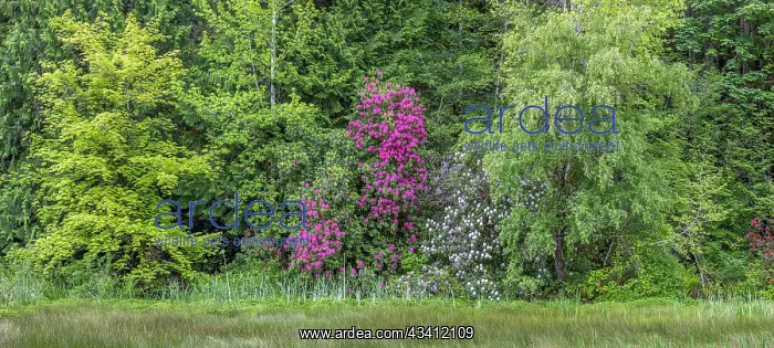  : USA, Washington, Seabeck, Guillemot Cove Nature