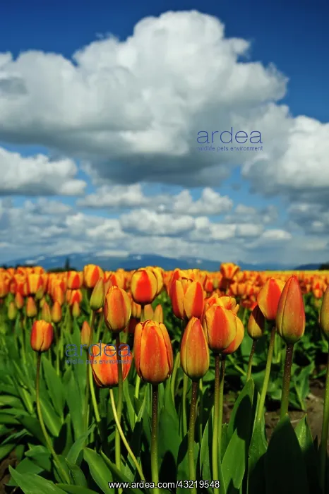 : USA, Washington, Skagit Valley. Skagit Valley : USA, Washington, Skagit Valley. Skagit Valley