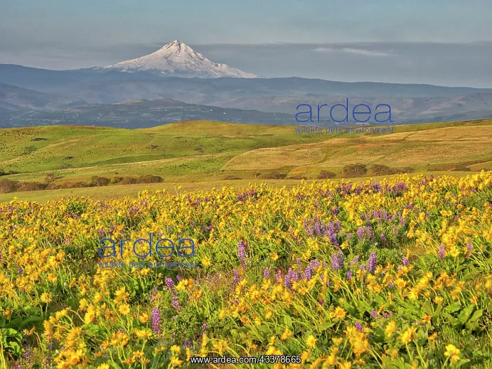 : USA, Washington State. Arrowleaf balsamroot and : USA, Washington State. Arrowleaf balsamroot and